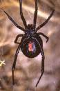 Photo of western black widow spider,  1996, Darwin K. Vest, Eagle Rock Research